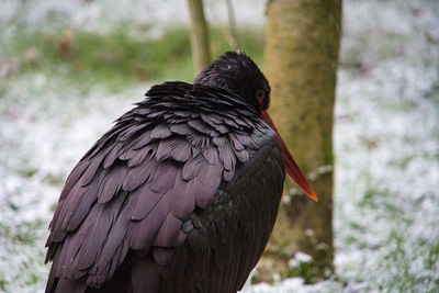 Close-up of black stork perching on plant