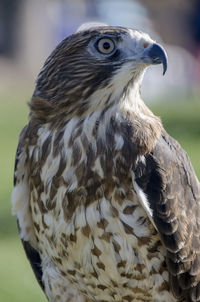 Close-up of an eagle looking away