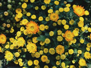 High angle view of yellow flowering plants