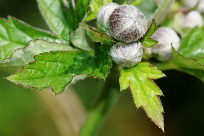 Close-up of leaves