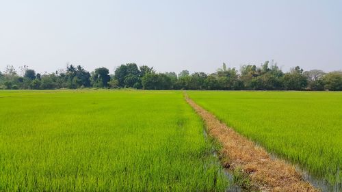 Scenic view of agricultural field against clear sky