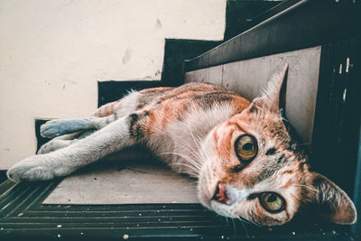 Close-up of a cat resting