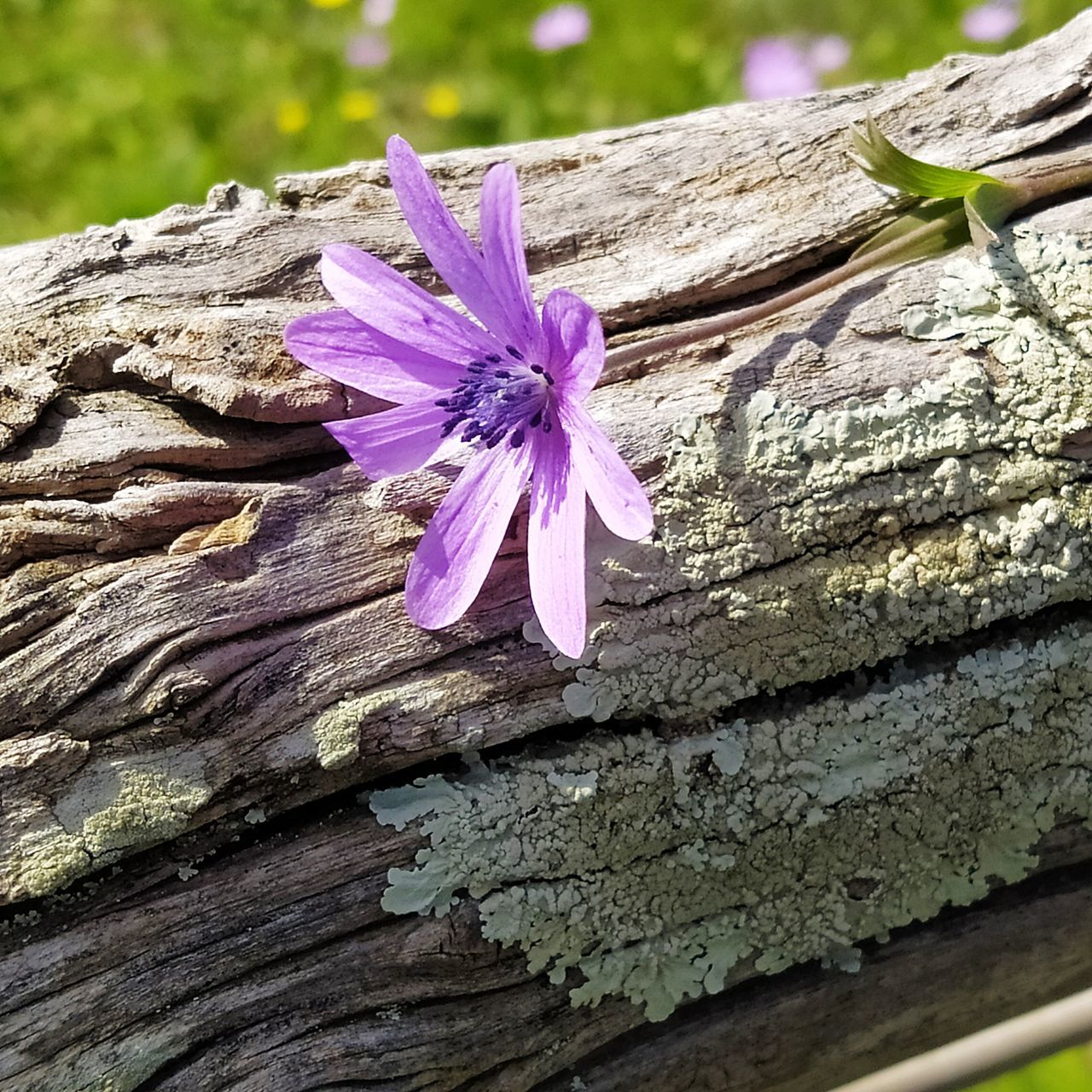 CLOSE-UP OF PINK FLOWER ON WOOD AGAINST TREE