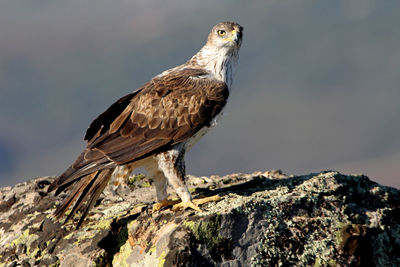 Close-up of eagle perching on rock