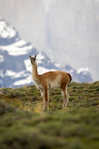 Deer standing on field