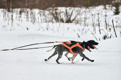 Running pointer dog on sled dog racing. winter dog sport sled team competition. english pointer dogs