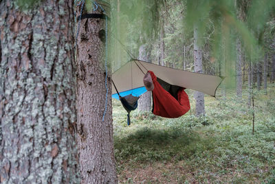 Clothes hanging on tree trunk in forest