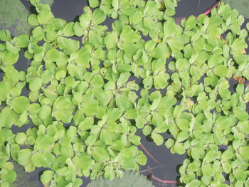 High angle view of succulent plants in water