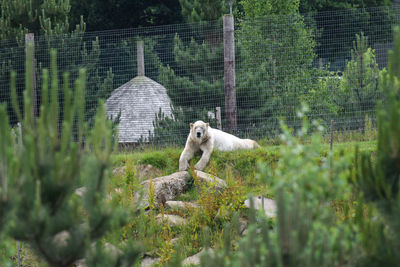 Sheep in cage at zoo