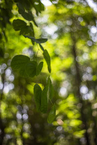 Close-up of plants in forest