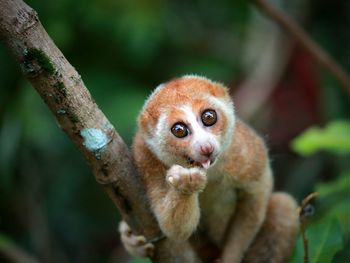 Close-up portrait of a monkey