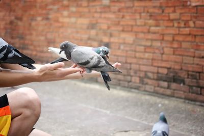 Low angle view of pigeon flying over white wall