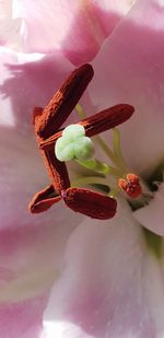 Close-up of pink flower