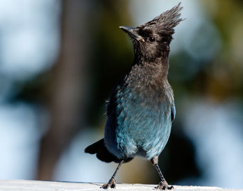 Close-up of bird perching on wood