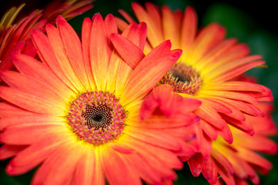 Close-up of red flowers