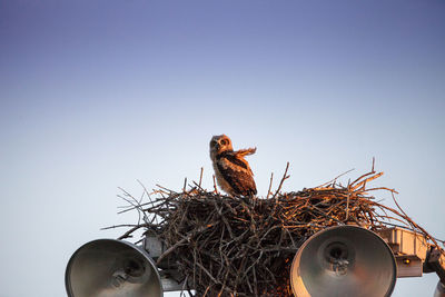 Great horned owlet bubo virginianus perches in its nest on top of a light post in everglades city