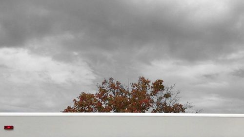 Trees against sky