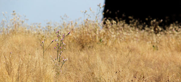 Close-up of stalk against blurred field