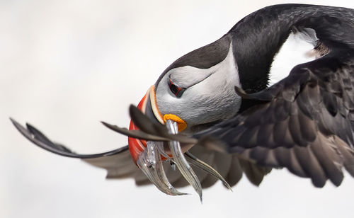 Close-up of bird flying