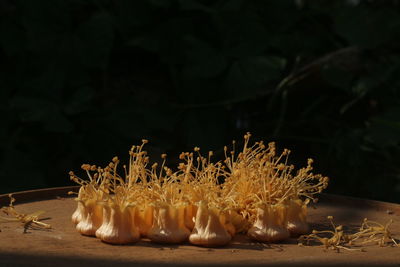 Close-up of candles on table against black background