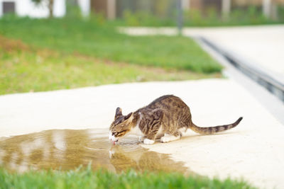 Cute little gray homeless stray cat, kitten, drinking from puddle of water outdoors in summer.