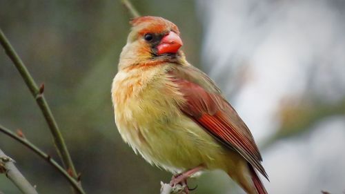Close-up of parrot perching on branch