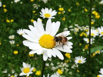 Close-up of bee pollinating flower