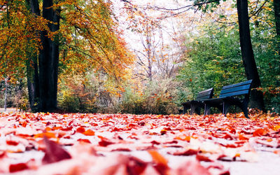 Autumn leaves on bench in park