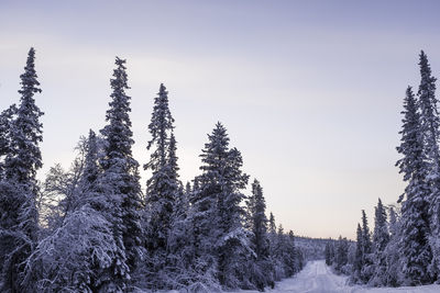 Trees in forest against clear sky during winter