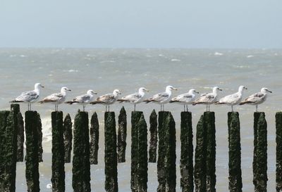 Seagulls perching on wooden post at beach against sky