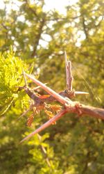 Close-up of insect on plant