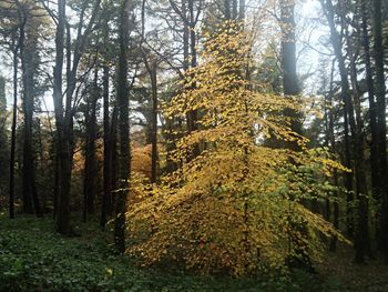 Trees in forest