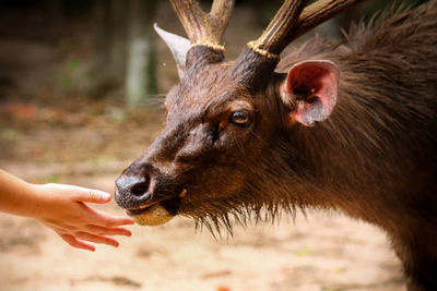 Close-up of hand feeding