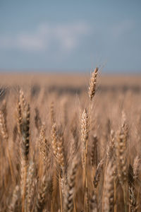 cereal plant