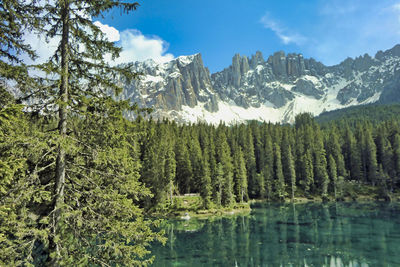 Scenic view of pine trees by lake against sky