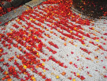 Full frame shot of multi colored pattern