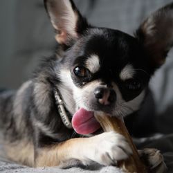 Close-up portrait of a dog