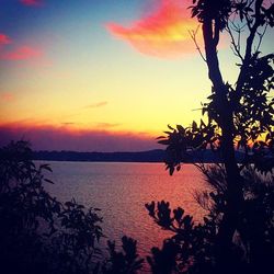 Silhouette of trees at sunset