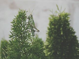 growth, plant, focus on foreground, leaf, green color, nature, close-up, selective focus, one animal, animals in the wild, stem, animal themes, wildlife, beauty in nature, day, outdoors, no people, twig, insect, green