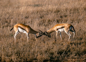 Side view of giraffe running in grass