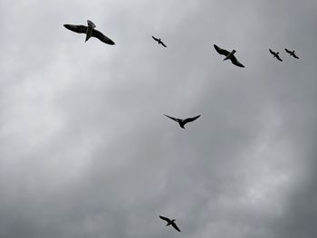 Low angle view of birds flying in sky