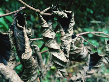 Close-up of leaves on tree