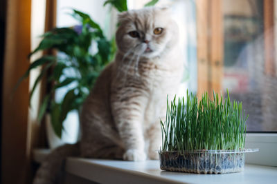 Cute scottish fold cat sitting near catnip or cat grass grown from barley, oat, wheat or rye seeds