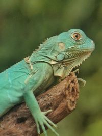 Close-up of lizard