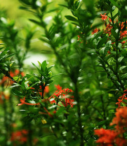 Close-up of red flowering plant