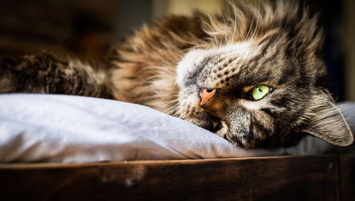 Close-up portrait of a cat