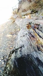 Close-up of tree trunk