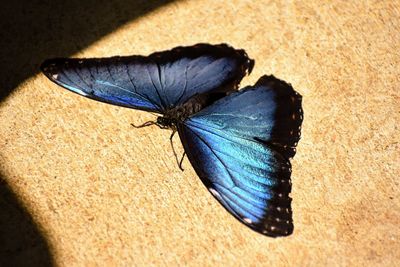 Close-up of butterfly