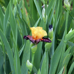 Close-up of purple flowering plant