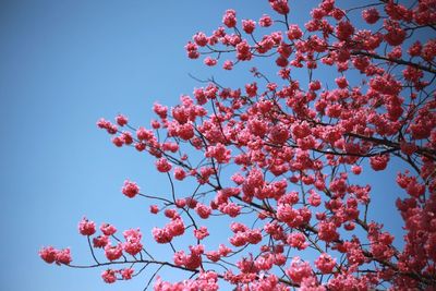 Low angle view of pink blossoms against sky